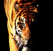 Branson Zoo