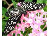 Butterfly Palace