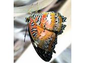 Butterfly Palace
