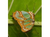 Butterfly Palace