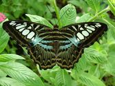 Butterfly Palace