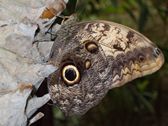Butterfly Palace