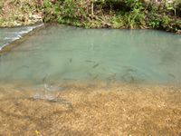 Dogwood Canyon Fishing