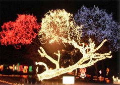 Enchanted Forest
