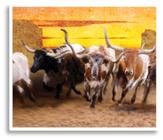 Dixie Stampede