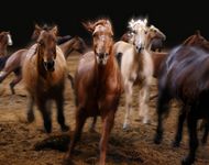 Dixie Stampede