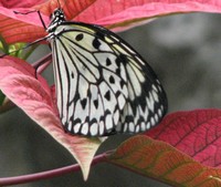 White Flight