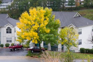Fall Trees Condo-3