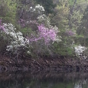 A bit of Ozark Spring splendor on the banks of Lake Taneycomo.