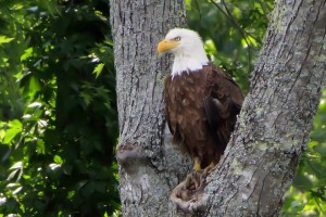 This Bald Eagle is just one of the different types of birds and wildlife commonly seen on cruises.