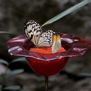 These Orange Tip and White Kite butterflies are just two of the hundreds that will be flittering around iyou at the Butterfly Palace & Rainforest Adventure.